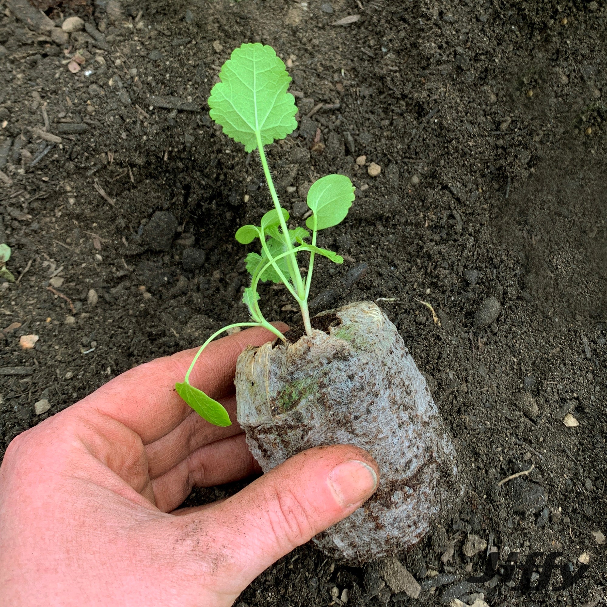 50mm Jiffy pellet with plant growing